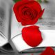 Roses i llibres per Sant Jordi