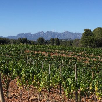Excursión al Penedés - De vinos a los pies de Montserrat